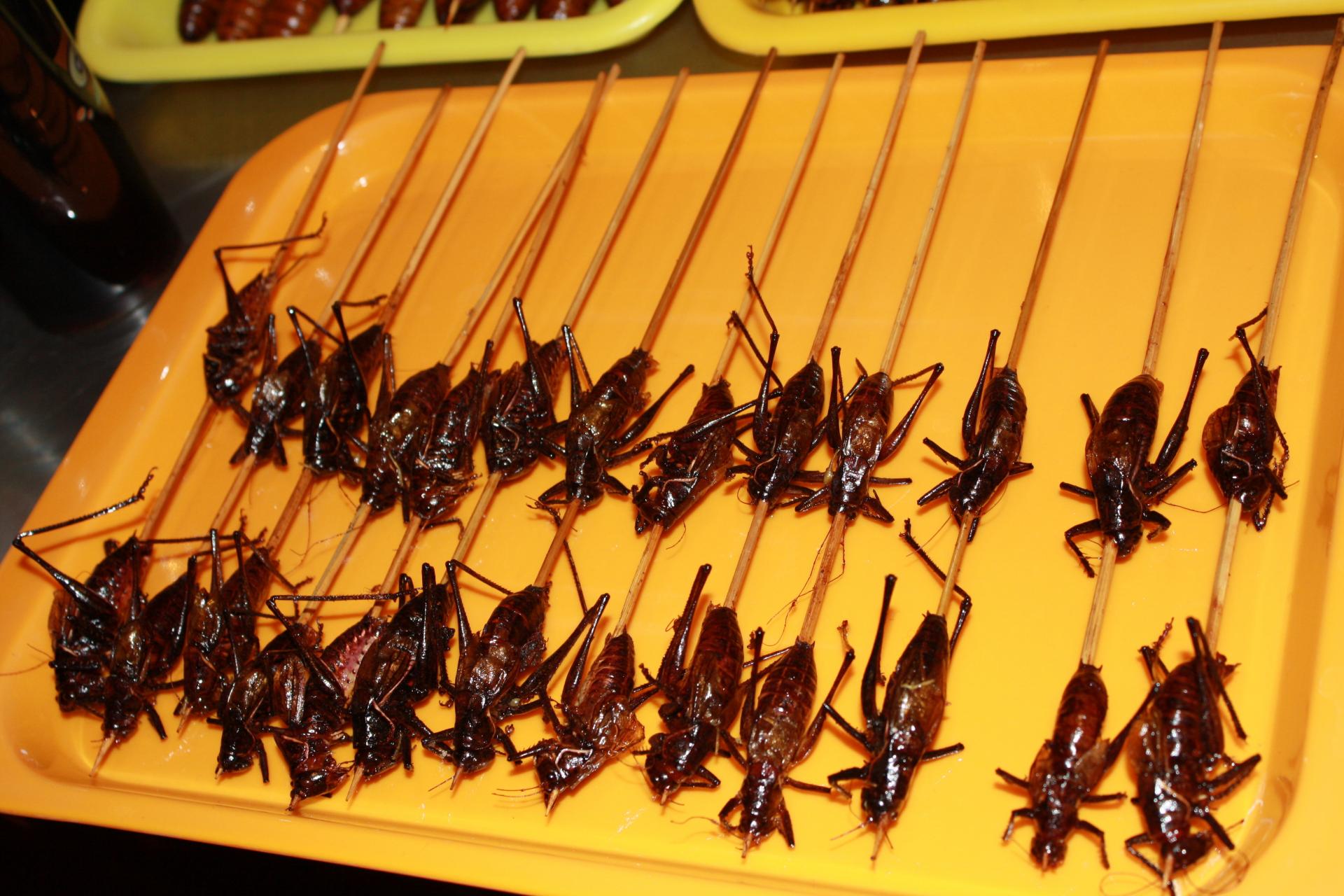 Unbekannte Insekten in der Garküche Peking